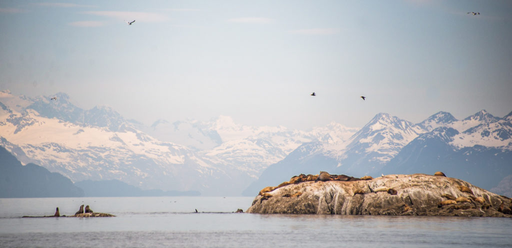 A Steller sea lion haul out on the Marble Islands