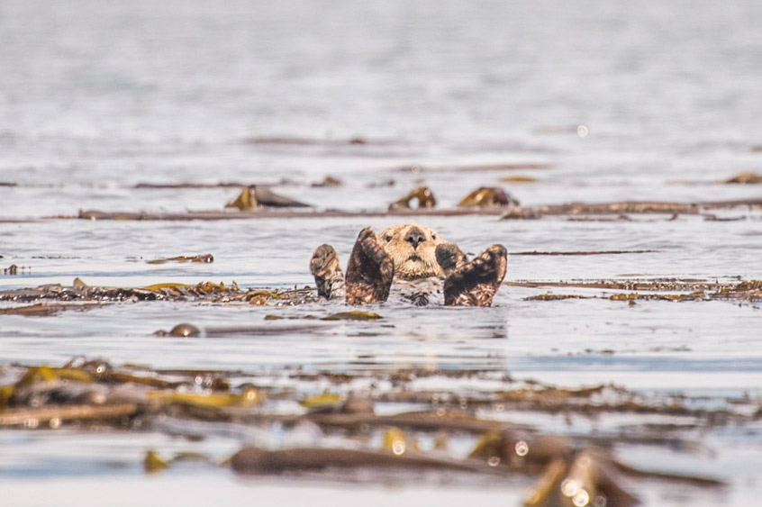 Sea otters are part of the abundant wildlife present in Southeast Alaska