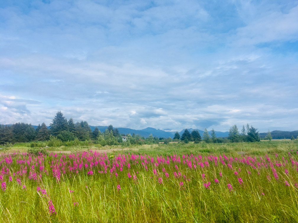 Fireweed in full bloom in the Gustavus forelands