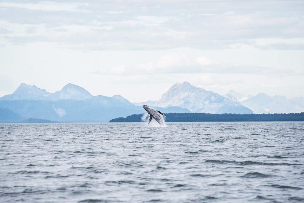 Breaching humpback whale in Icy Strait